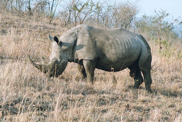 The white rhinoceros (Ceratotherium simum) (photo by Rob Hooft)